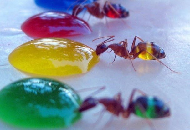 plaga de hormigas en casa